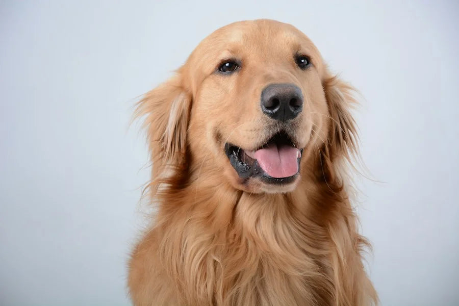 Dogs