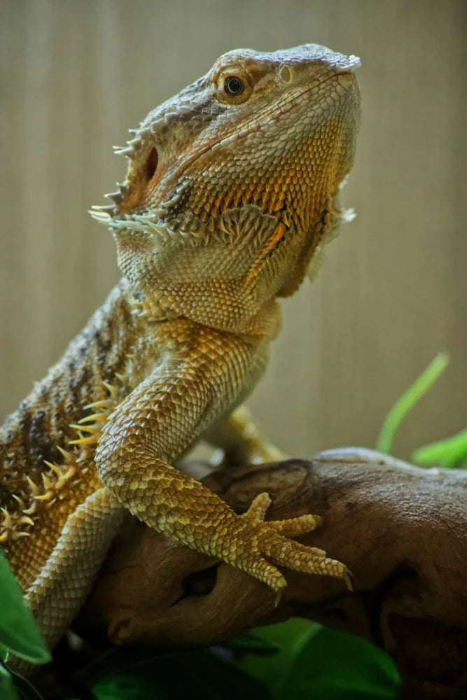 Lizards