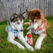 Treat Topper Beef Dog Food Topper | Powdered Meal Topper for Pets