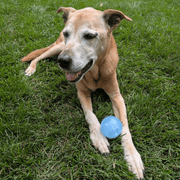 Dog Fetch Balls