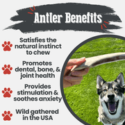Reindeer Antler Dog Chews | Organic Chews for Dogs
