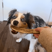 Reindeer Antler Dog Chews | Organic Chews for Dogs