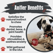 Reindeer Antler Dog Chews | Organic Chews for Dogs