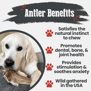 Elk Antler Dog Chews | All-Natural Whole and Split Elk Antler Chews for Dogs