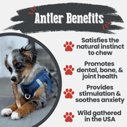 Elk Antler Dog Chews | All-Natural Whole and Split Elk Antler Chews for Dogs