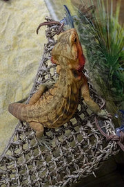 Penn-Plax Seagrass Lizard Lounger