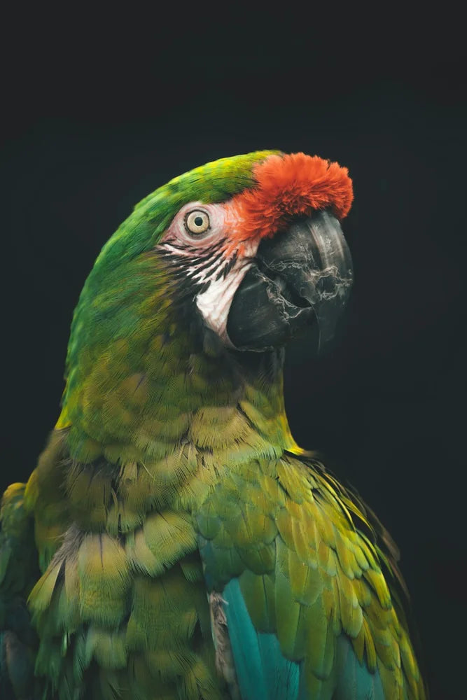 Birds