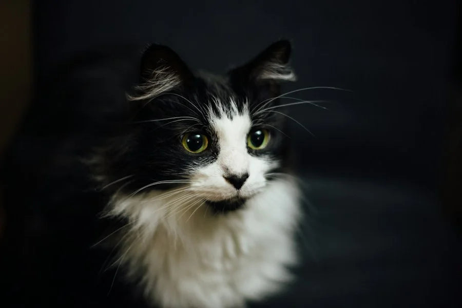 Cats