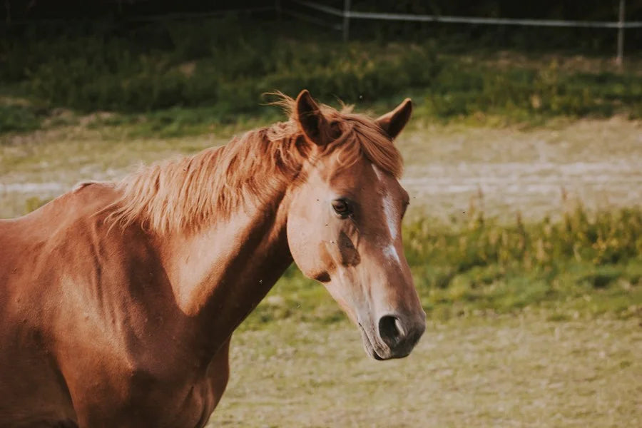 Horses
