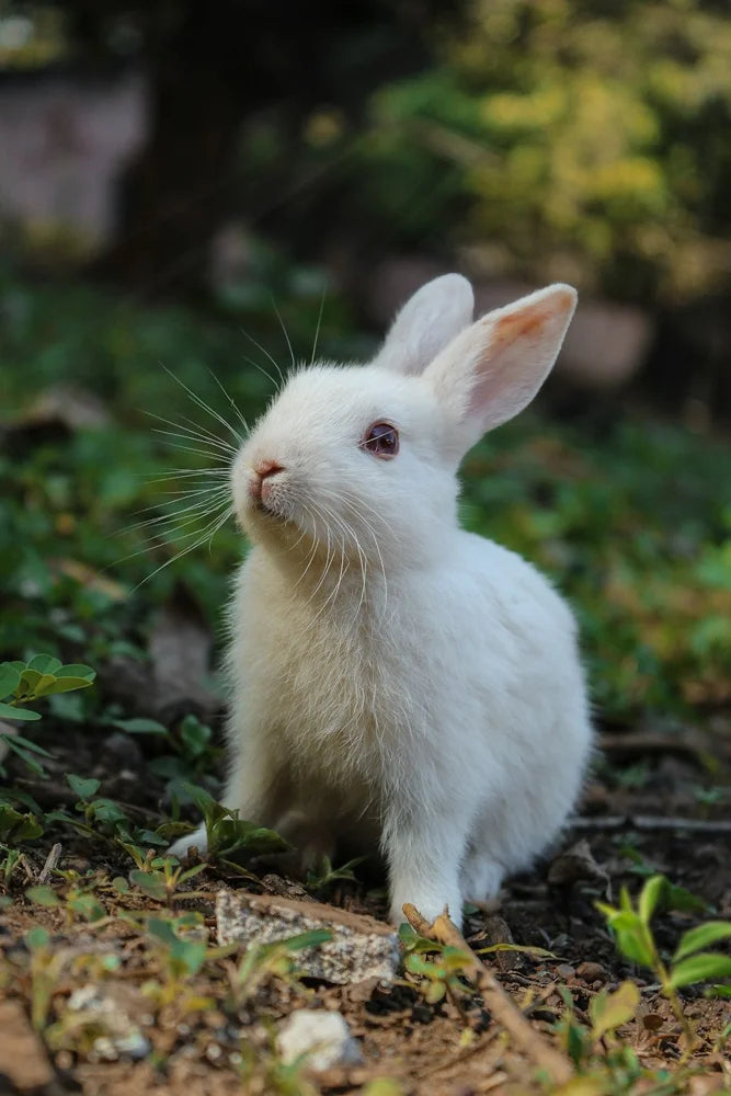 Rabbits